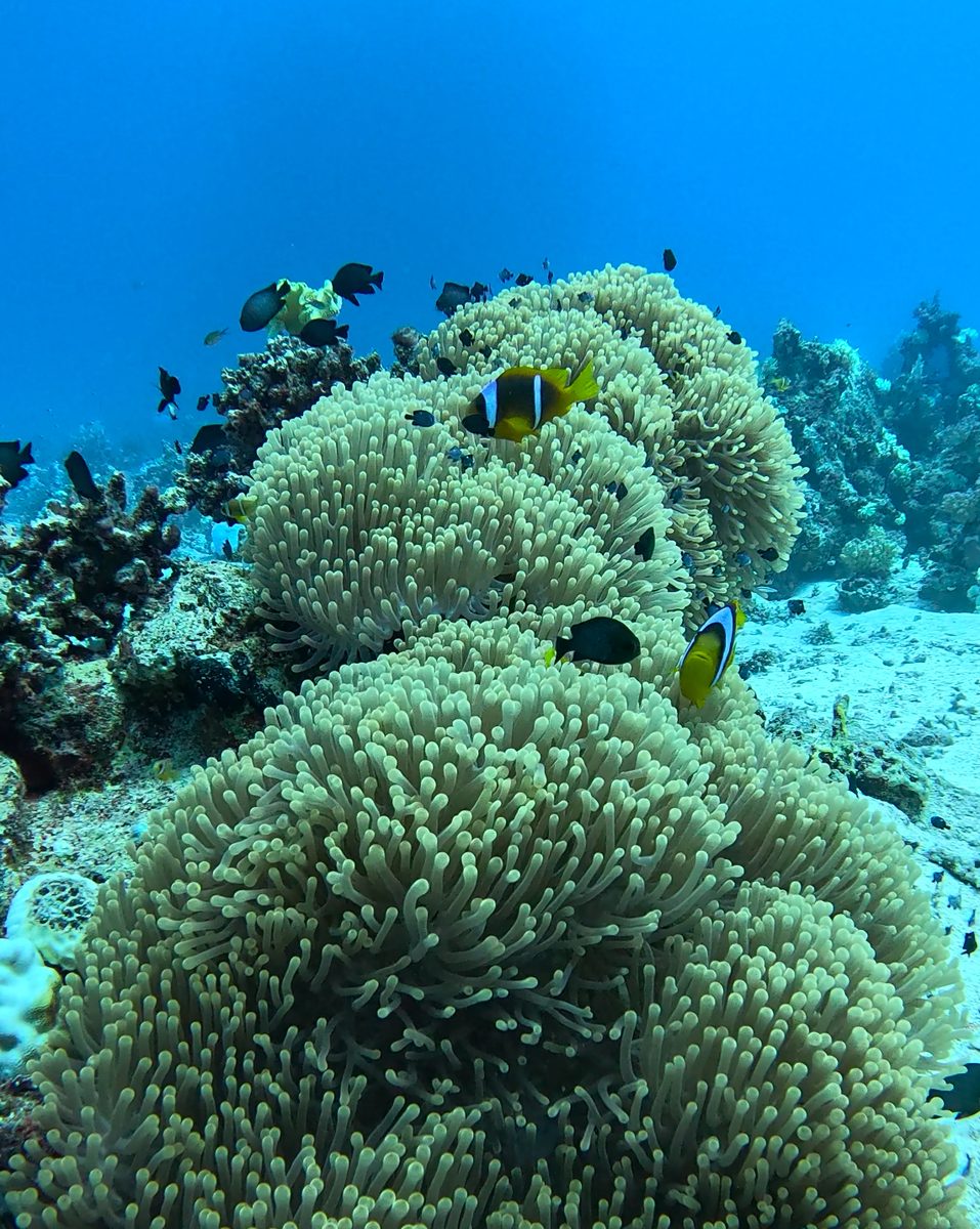 Clownfish sheltering in a sea anemone