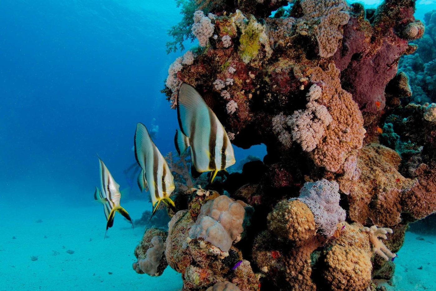 Batfish drifting beside a coral pinnacle